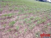 पावसाअभावी पिकांची वाढ खुंटली.