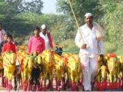 धनगर समाजासाठी ‘इतर मा गास बहुजन कल्याण विभागा ‘ची गृह योजना