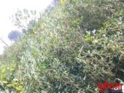 ढगाळ वातावरणामुळे तुर, हरभरा पिकांवर अळीचा प्रादुर्भाव.