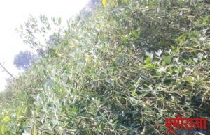 ढगाळ वातावरणामुळे तुर, हरभरा पिकांवर अळीचा प्रादुर्भाव.