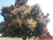 आंब्याला आला मोहोर!