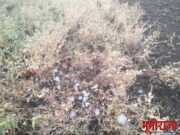 अवकाळी पावसाने शेतकऱ्यांच्या हातातोंडाशी आलेला घास हिरावला!