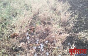 अवकाळी पावसाने शेतकऱ्यांच्या हातातोंडाशी आलेला घास हिरावला!