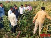 शेतकऱ्यांच्या थेट बांधावर…… आमदार जवळगावकर….