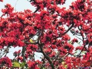 पळस फुलला