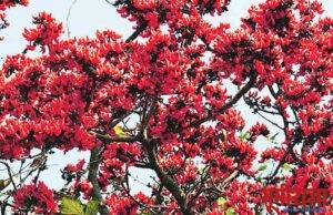 पळस फुलला