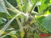 वाढदिवसाच्या दिवशी प्रत्येकांने एक झाड लावावे.