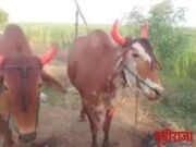 बैलजोडीची किंमत लाखावर गेल्यावर शेतक-यांना ट्रॅक्टरने मशागत करावी लागते.