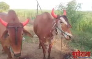 बैलजोडीची किंमत लाखावर गेल्यावर शेतक-यांना ट्रॅक्टरने मशागत करावी लागते.