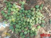 बदलत्या हवामानामुळे आंबा फळपिकांचे प्रचंड नुकसान. 👉 आर्थिक मदतीची अपेक्षा!