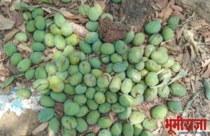 बदलत्या हवामानामुळे आंबा फळपिकांचे प्रचंड नुकसान. 👉 आर्थिक मदतीची अपेक्षा!