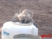 वन्य प्राण्यांची पाण्यासाठी भटकंती!