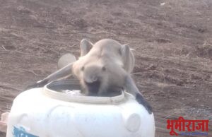 वन्य प्राण्यांची पाण्यासाठी भटकंती!