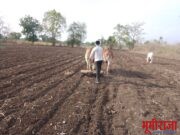 लग्नसराई संपली… शेतकरी शेतीच्या कामात व्यस्त!