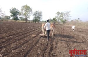 लग्नसराई संपली… शेतकरी शेतीच्या कामात व्यस्त!