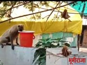 तहानलेल्या वन्य प्राण्यांची थेट गावाकडे धाव……