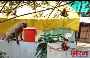 तहानलेल्या वन्य प्राण्यांची थेट गावाकडे धाव……