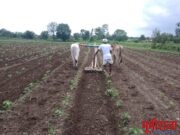 कपाशीतील आतंरमशागतीला आला वेग!