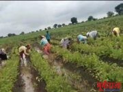 गुडगाभर चिखलात महिलांना अल्प मजुरीवर चालवावा लागतो संसाराचा गाढा !