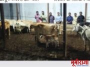 वाडेगावात गोवंशाना मिळाले जीवदान !स्थानिक गुन्हे शाखेची कारवाई!