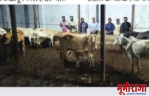 वाडेगावात गोवंशाना मिळाले जीवदान !स्थानिक गुन्हे शाखेची कारवाई!