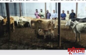 वाडेगावात गोवंशाना मिळाले जीवदान !स्थानिक गुन्हे शाखेची कारवाई!