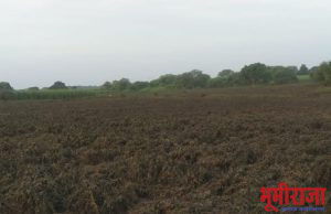 निकष न बघता सरसगट आर्थिक मदत करावी.