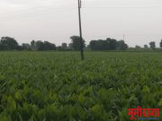 प्रगतशील शेतकरी गजानन भोयर हे हळद पिकांचे घेतात विक्रमी उत्पादन.