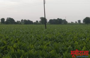 प्रगतशील शेतकरी गजानन भोयर हे हळद पिकांचे घेतात विक्रमी उत्पादन.