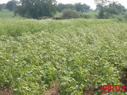 पावसाअभावी खरीप हंगामातील पिकांनी टाकल्या माना!