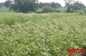 पावसाअभावी खरीप हंगामातील पिकांनी टाकल्या माना!