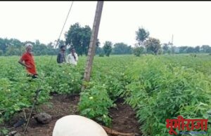 विजेचा तार लागल्याने बैलाचा जागीच मृत्य……