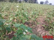 पावसाने हुलकावणी दिल्याने कपासी पिके करपली….