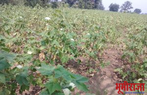 पावसाने हुलकावणी दिल्याने कपासी पिके करपली….