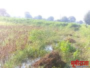 जलंब माटरगाव शिवार संततधार पावसामुळे शेतीचे अतोनात नुकसान