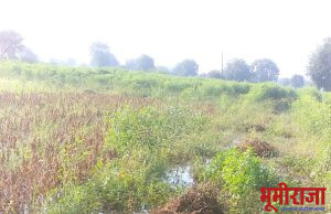 जलंब माटरगाव शिवार संततधार पावसामुळे शेतीचे अतोनात नुकसान