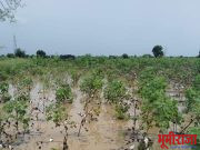 अतिवृष्टीमुळे वेचणीस आलेल्या कपाशीचे अतोनात नुकसान.