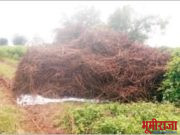 लहरी पावसामुळे हजारो हेक्टर सोयाबीन पिक पाण्याखाली