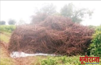 लहरी पावसामुळे हजारो हेक्टर सोयाबीन पिक पाण्याखाली