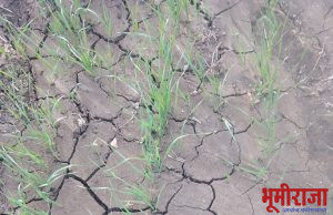 पाच पाच मिनीटाला लाईट जाते साहेब, काहीतरी करा.