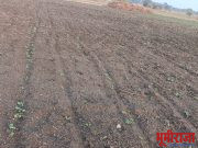 भोईमुग ( शेंगदाणे ) बियाणे पेरलेले उगवलेच नाही.