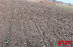 भोईमुग ( शेंगदाणे ) बियाणे पेरलेले उगवलेच नाही.