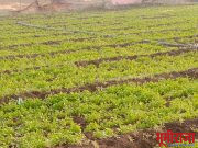 रोही प्राण्याने केली शेतक-यांच्या कोथींबीर पिकांची नासाडी.