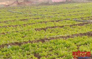 रोही प्राण्याने केली शेतक-यांच्या कोथींबीर पिकांची नासाडी.