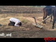 हे…काळी आई आता तुच पदरात घे!