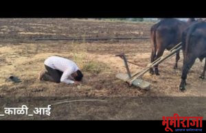 हे…काळी आई आता तुच पदरात घे!