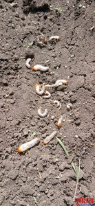 हुमणी अळी