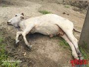 पळसपुर येथे‘लम्पी स्कीन’ने एका जनावरांचा मृत्यू शेतकरी अडचणीत रोगामुळे पशुधन असणारे शेतकरी चिंताग्रस्त…