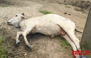 पळसपुर येथे‘लम्पी स्कीन’ने एका जनावरांचा मृत्यू शेतकरी अडचणीत रोगामुळे पशुधन असणारे शेतकरी चिंताग्रस्त…