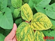 सोयाबीनवर ‘यलो मोझॅक व्हायरस’, शेतकरी चिंतेत, उत्पादन घटण्याची शक्यता..*